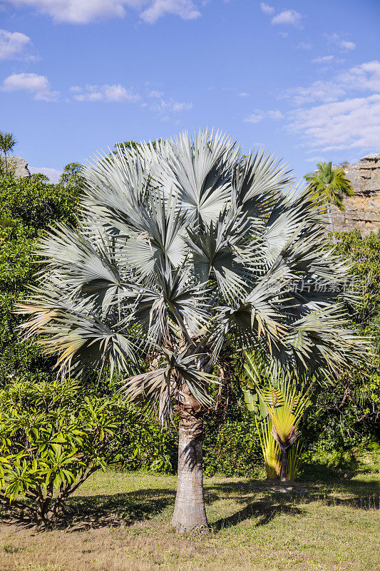 俾斯麦棕榈(Bismarck Palm)，伊萨洛NP，马达加斯加，旅行者棕榈